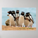Suche nach rockhopper pinguin Tiere