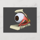 Suche nach retina postkarten Oberer rektusmuskel