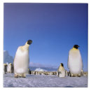 Suche nach pinguin fliesen Meer