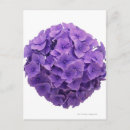 Suche nach lila hydrangea postkarten Pflanze