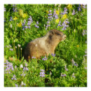 Suche nach murmeltiere poster Jede person
