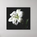 Suche nach weiße lilie leinwandbilder Flora