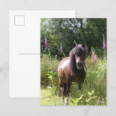 Suche nach shetlandpony postkarten Rasse