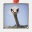 Suche nach tierkopf ornamente Vertikal