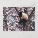 Suche nach panda postkarten China