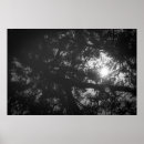 Suche nach walden teich poster See