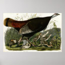Suche nach amerikanischer vogel poster Vögel