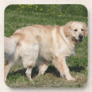 Suche nach golden retriever untersetzer Foto