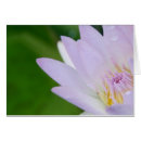 Suche nach lotos postkarten Wasser