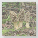 Suche nach schwamm untersetzer Pilz