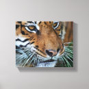 Suche nach wild leinwandbilder Tiger