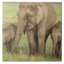 Suche nach indischer elefant fliesen Wiese