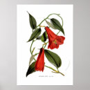 Suche nach glockenblume poster Vintag