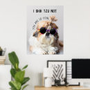 Suche nach shih tzu hunde poster Haustiere