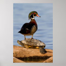 Suche nach männchen poster Höhle
