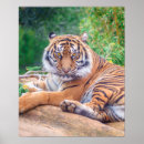 Suche nach relaxing poster Tiger