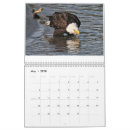 Suche nach weißkopfseeadler kalender Vogel