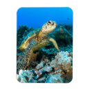 Suche nach mydas Hawaii
