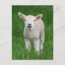 Suche nach wir haben ein baby postkarten Lamm