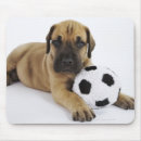 Suche nach dänen mousepads Studioschuß