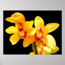 Suche nach exotische orchideen poster Tropisch