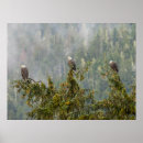 Suche nach alaska adler poster Vogel