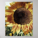 Suche nach schnaps poster Fotos