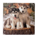 Suche nach alaskischer malamute Welpen