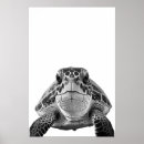 Suche nach schwarze schildkröte poster Wandkunst