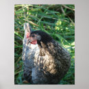 Suche nach blauer hund poster Haustier