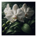 Suche nach weiße orchideen poster Für alle