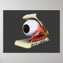 Suche nach menschliches auge poster Augapfel