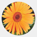 Suche nach orange gerbera aufkleber Natur