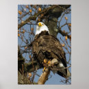 Suche nach raubvogel poster Flügel