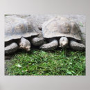 Suche nach zwei tiere poster Weihnachten