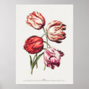 Suche nach vintage tulpen poster Pflanze