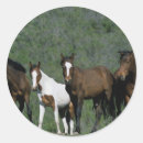 Suche nach wild mustang aufkleber Gruppe