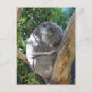 Suche nach niedliche koala postkarten Tier