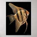 Suche nach angelfish poster Engel