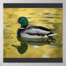 Suche nach stockenten poster Tiere