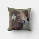 Suche nach sheep kissen Tierwelt