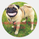 Suche nach zeigen aufkleber Hund