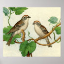 Suche nach spatzen poster Tier