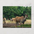 Suche nach gazellen postkarten Zoo