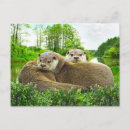 Suche nach flussotter postkarten Liebe