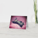 Suche nach maine coon cat karten Haustier