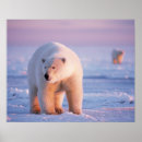 Suche nach eber poster Fauna