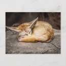 Suche nach fennec fox postkarten Tiere