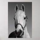 Suche nach pferdeplakat poster Schwarzes