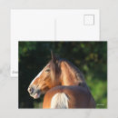 Suche nach clydesdales postkarten Bob langrish